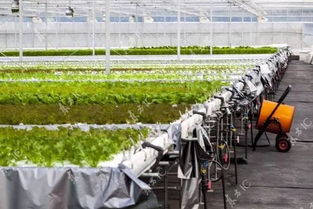 解锁植物工厂的物联网潜力 为高品质健康食品的价值投资